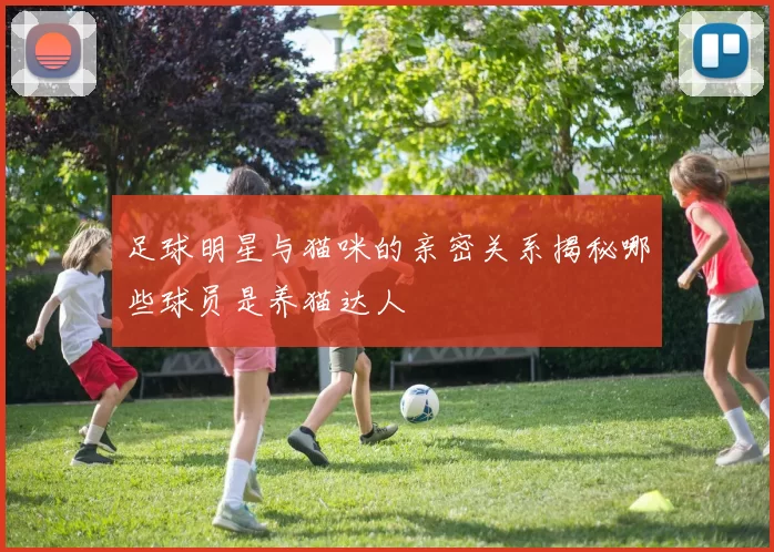 足球明星与猫咪的亲密关系揭秘哪些球员是养猫达人