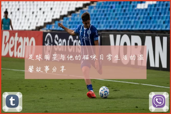 足球明星与他的猫咪日常生活的温馨故事分享